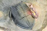 Zlichovaspis Trilobite With Crotalocephalina & Reedops #381179-7